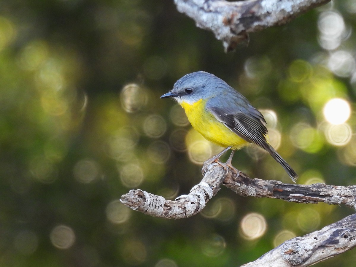 Eastern Yellow Robin - ML624137990