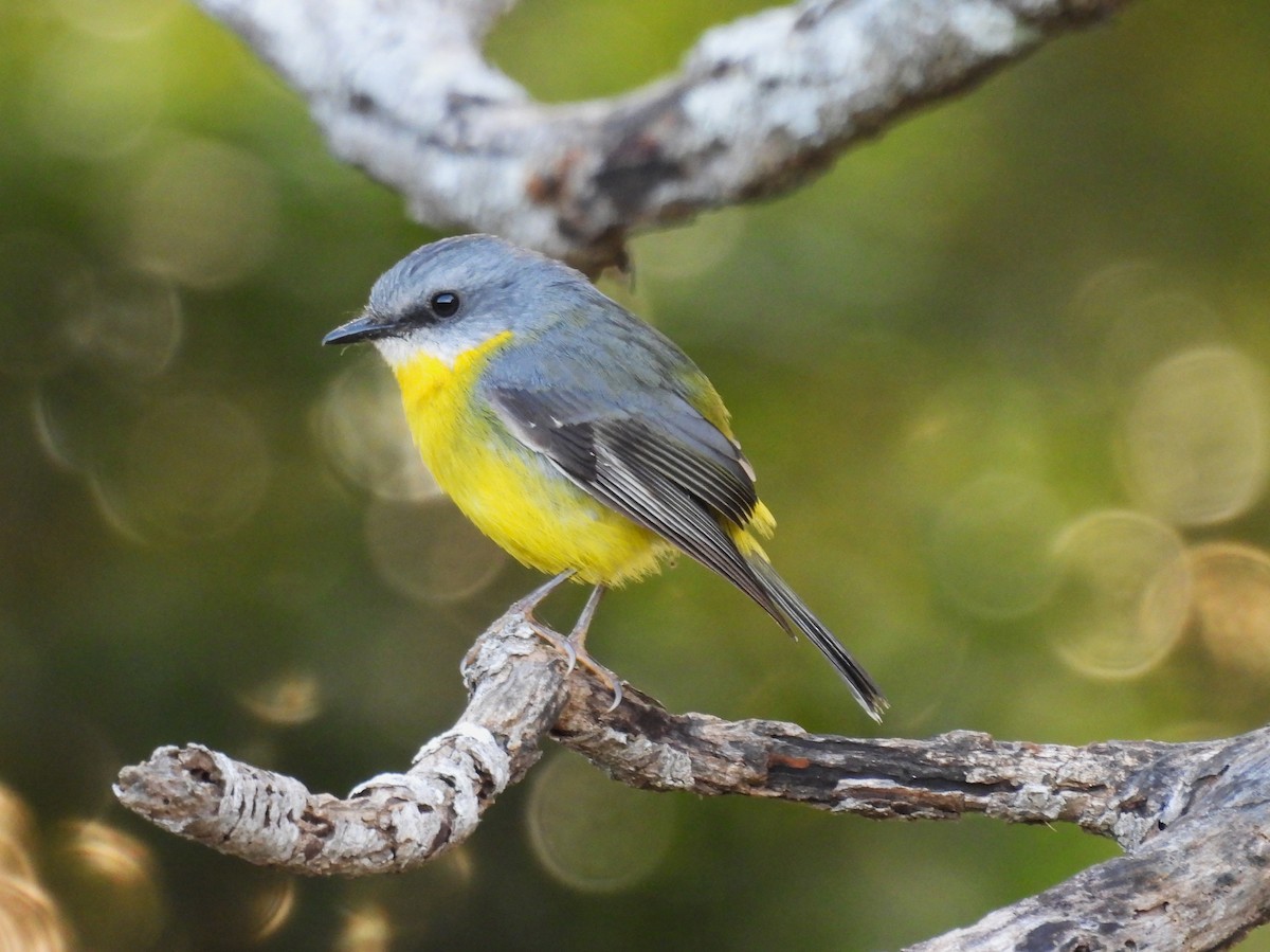 Eastern Yellow Robin - ML624137991