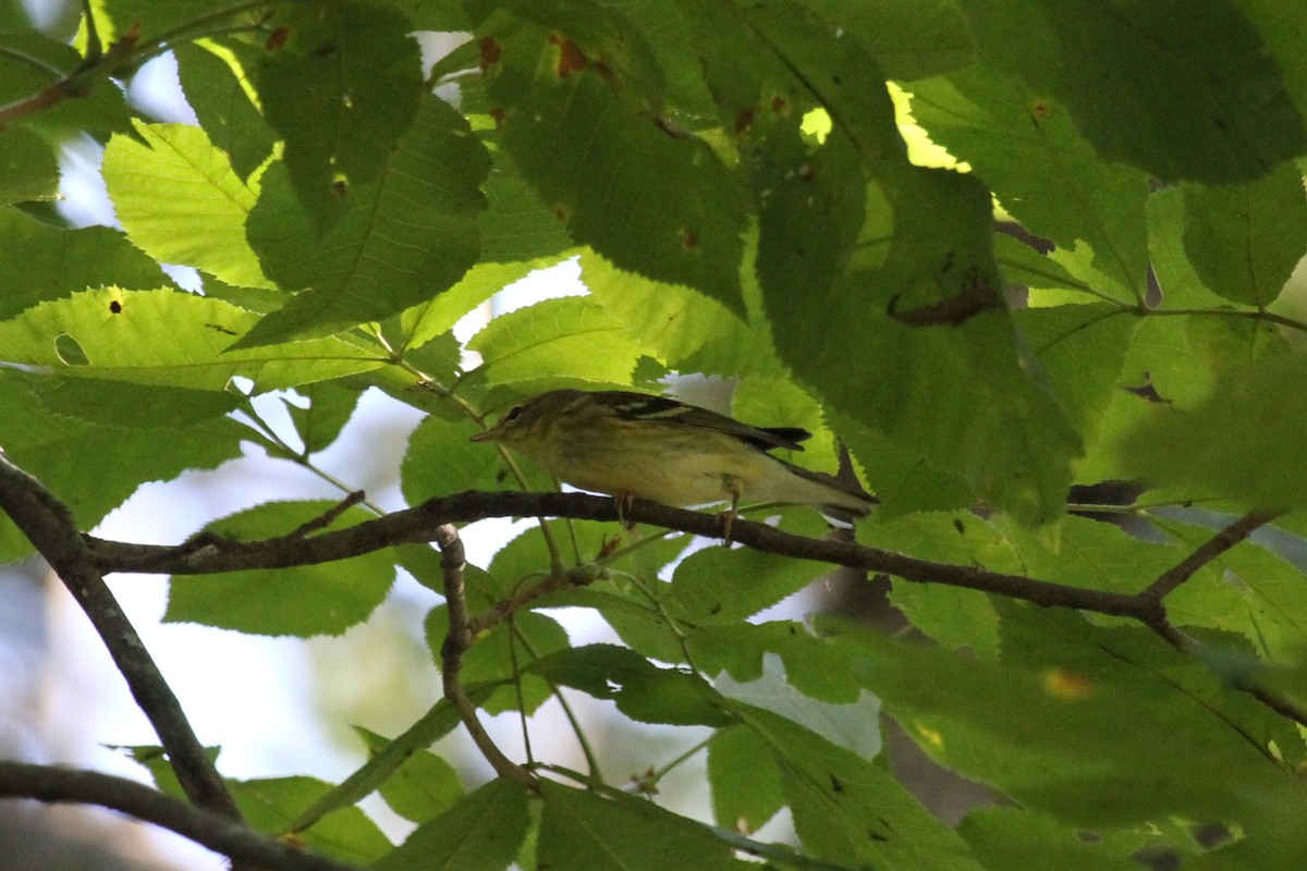 Blackpoll Warbler - ML624137994