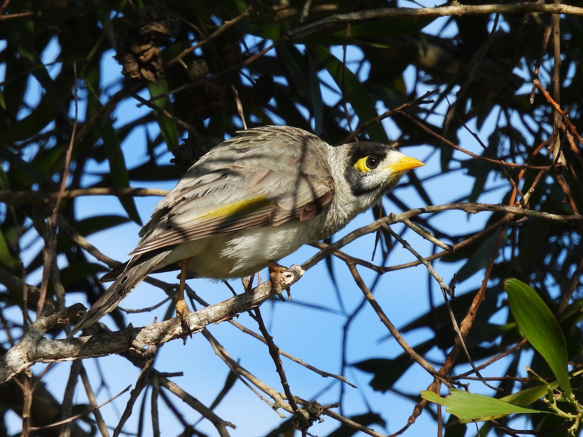 Noisy Miner - ML624137996