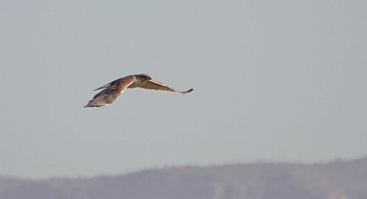 Ferruginous Hawk - ML624137997