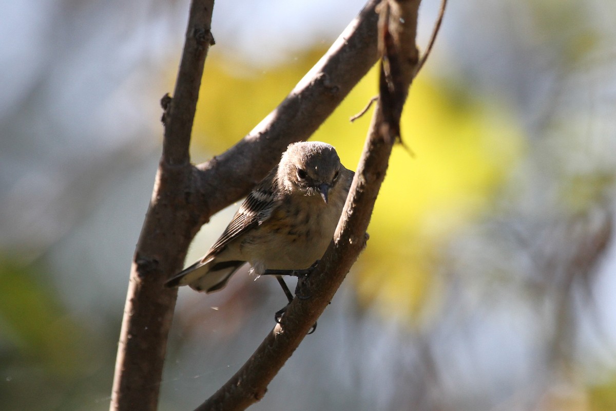 Yellow-rumped Warbler - ML624137998