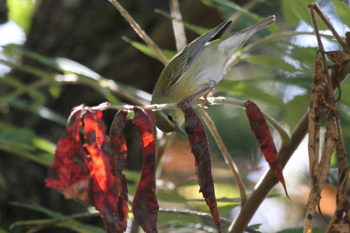 Tennessee Warbler - ML624138005