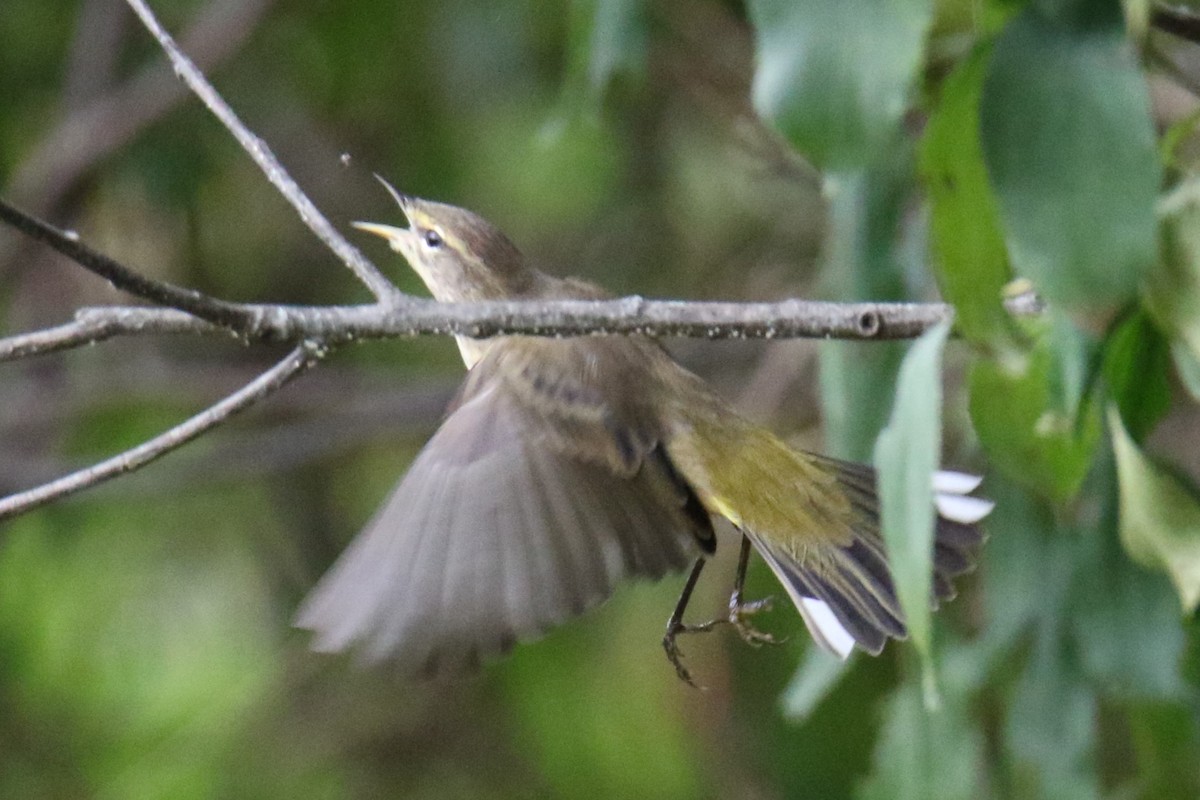 Palm Warbler - ML624138007