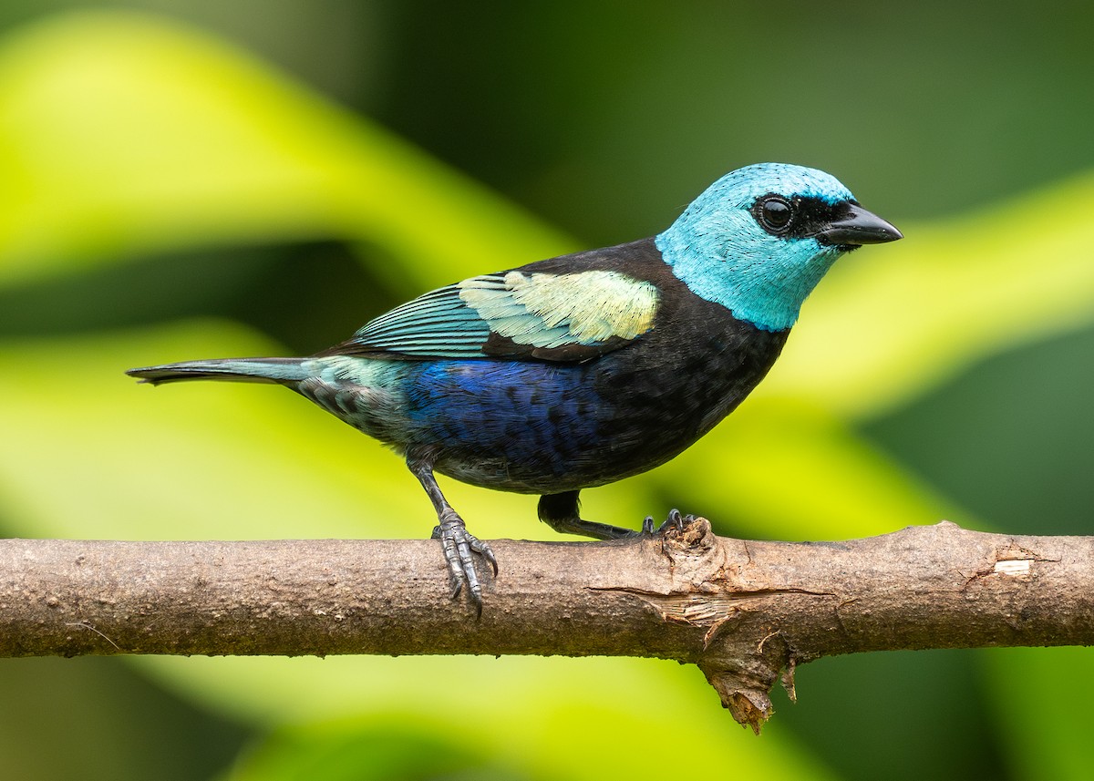 Blue-necked Tanager - ML624138011