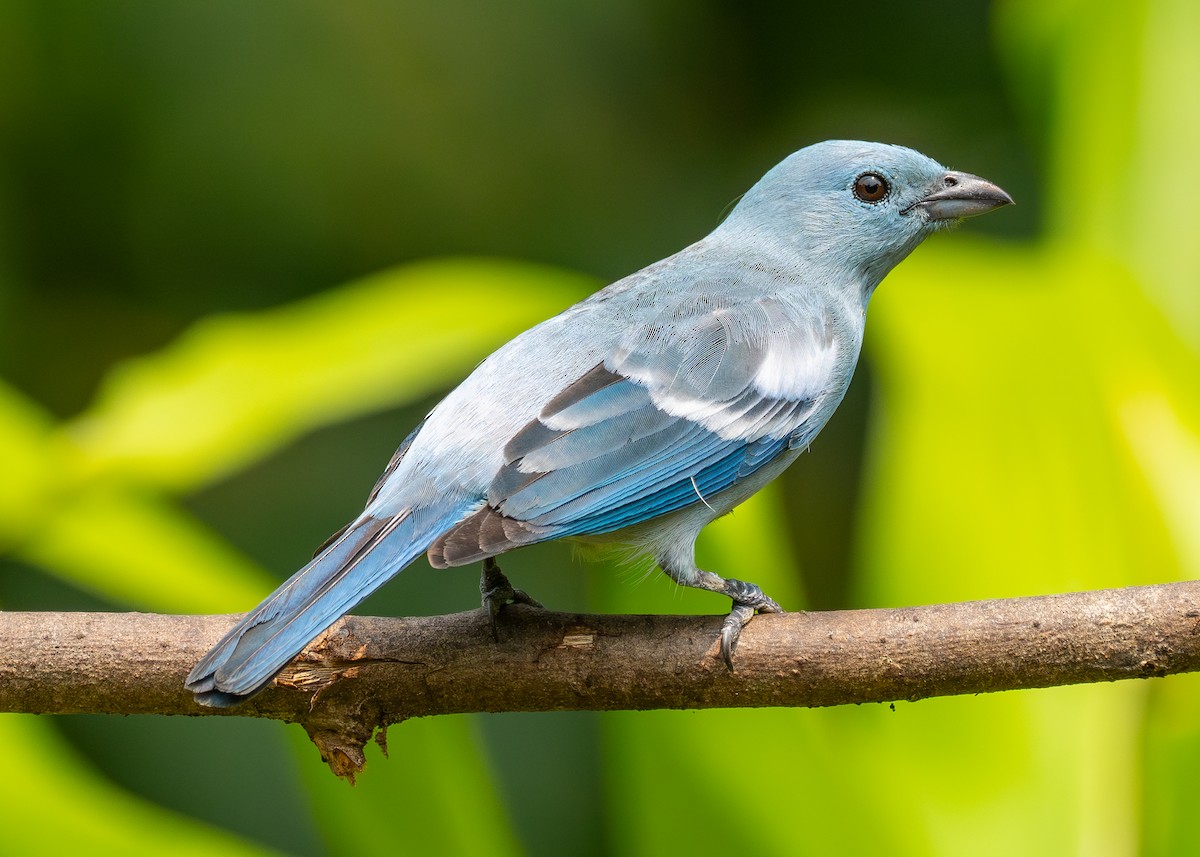 Blue-gray Tanager - ML624138013