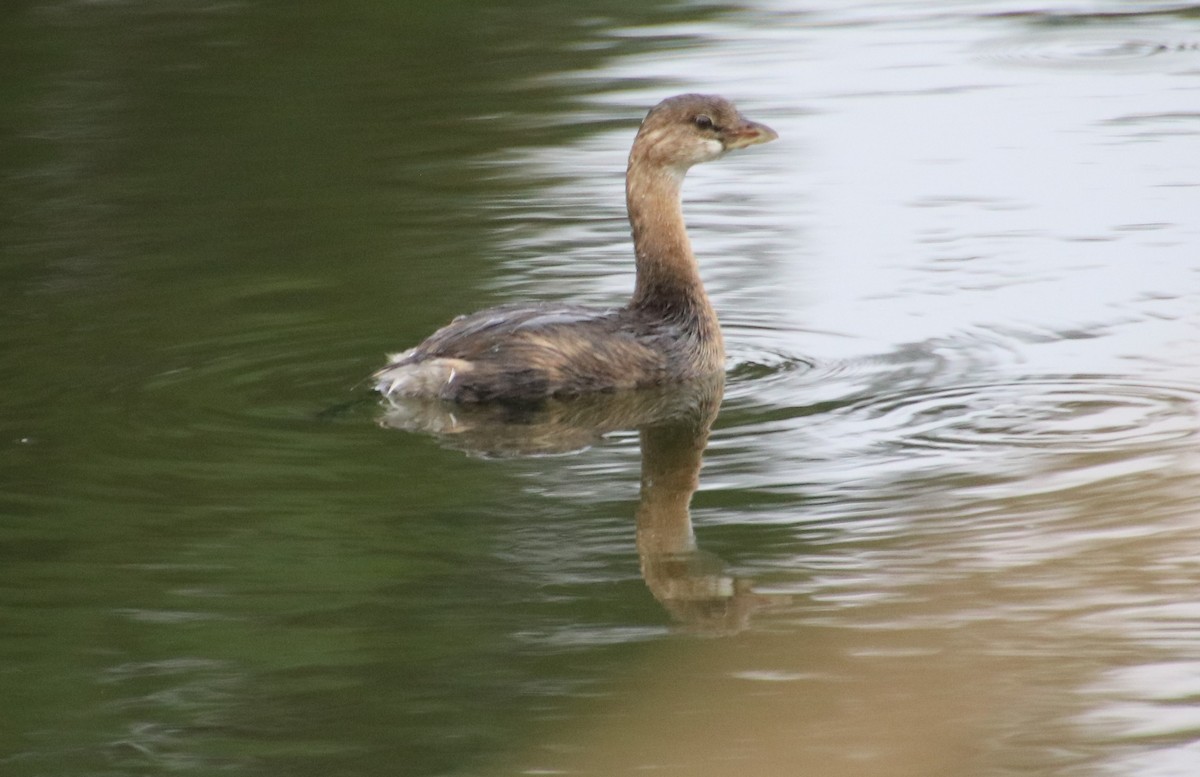 Pied-billed Grebe - ML624138014