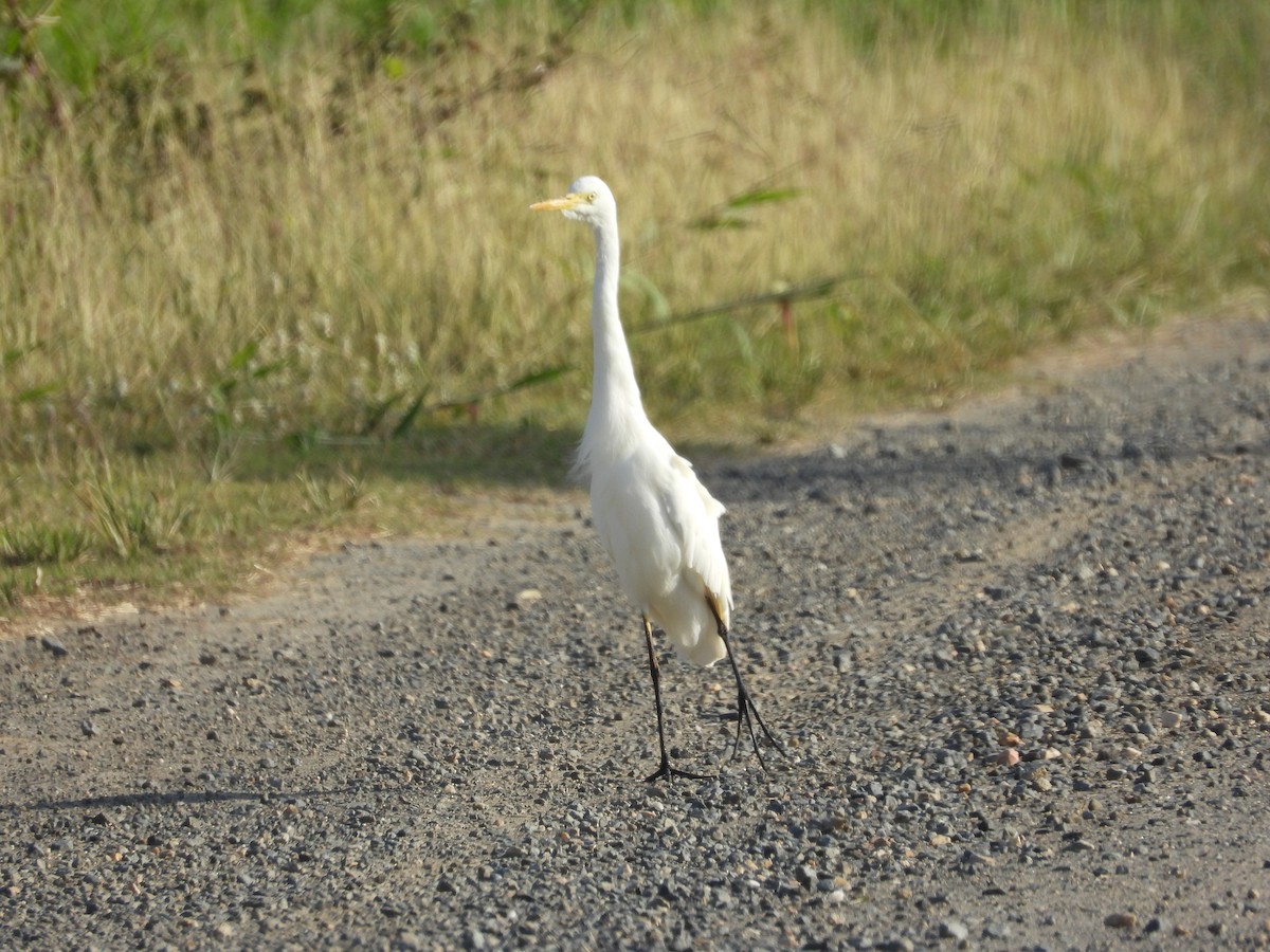 Plumed Egret - ML624138021