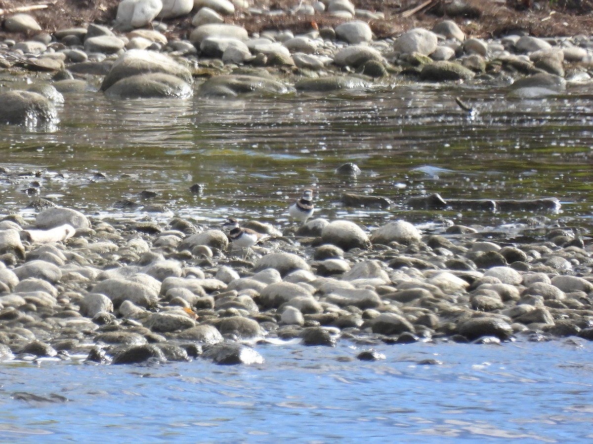 Killdeer - ML624138039