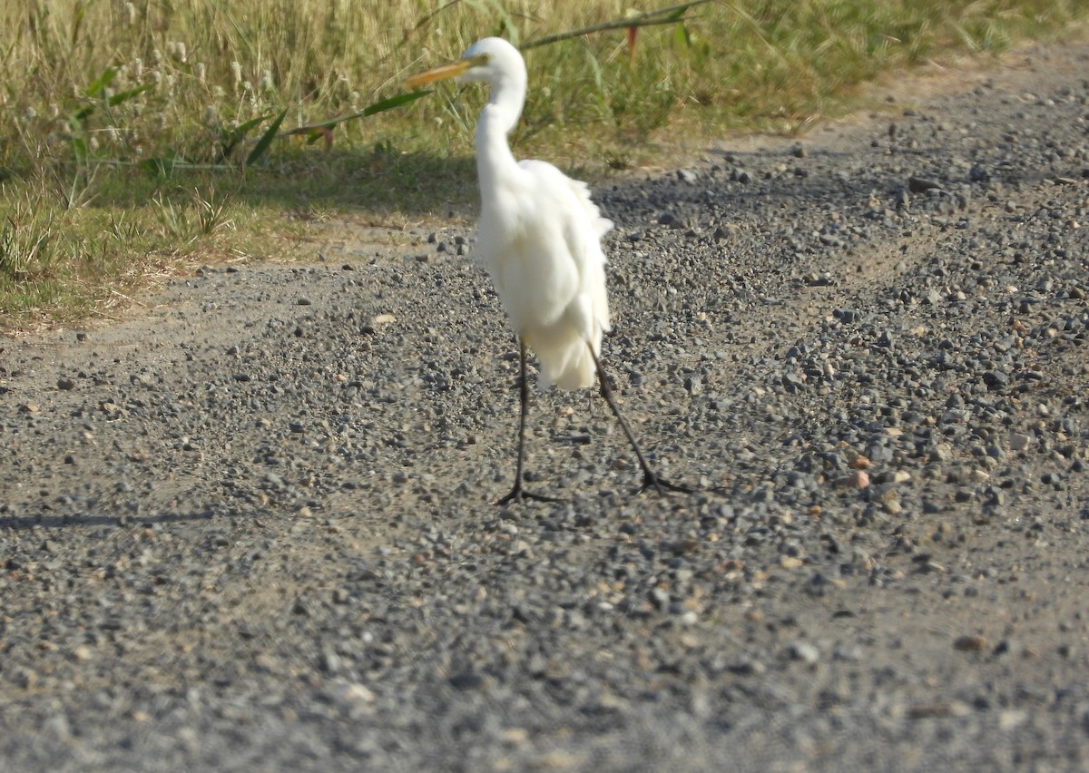 Plumed Egret - ML624138040