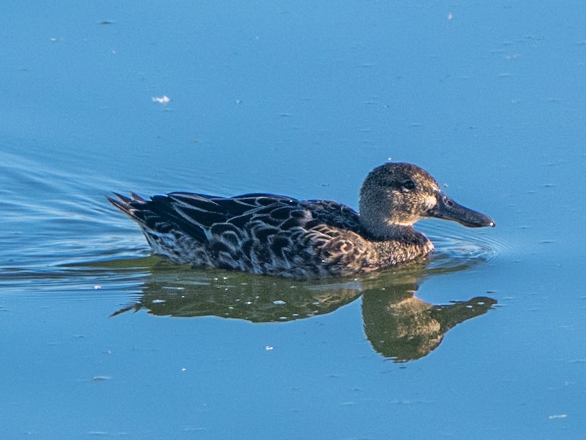 Cinnamon Teal - ML624138050