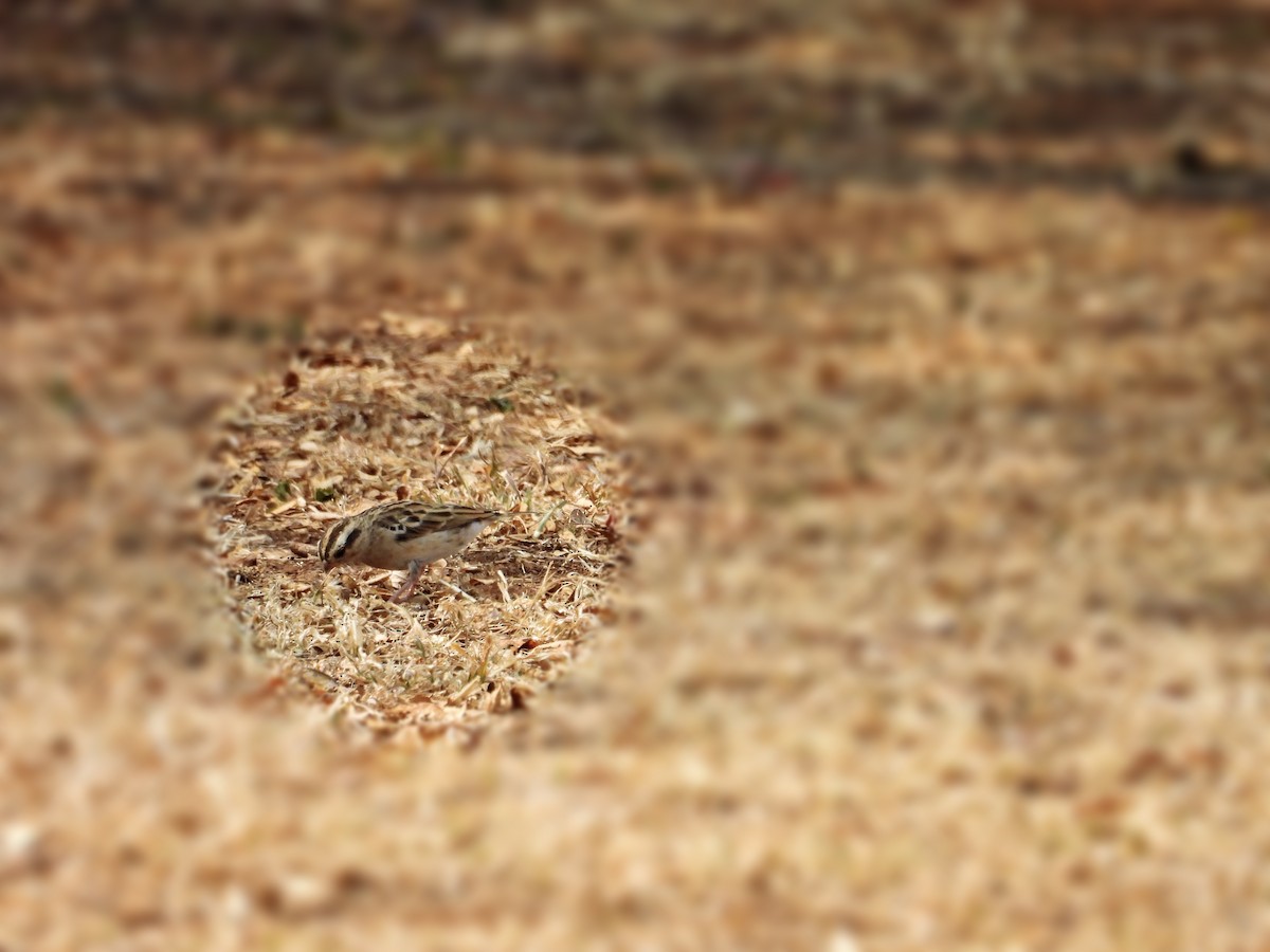 Variable Indigobird - ML624138065