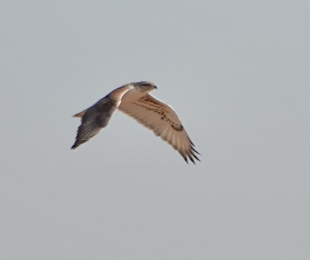 Ferruginous Hawk - ML624138073