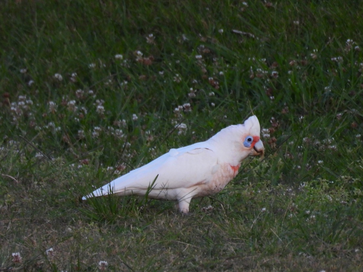 Long-billed Corella - Guy Castley