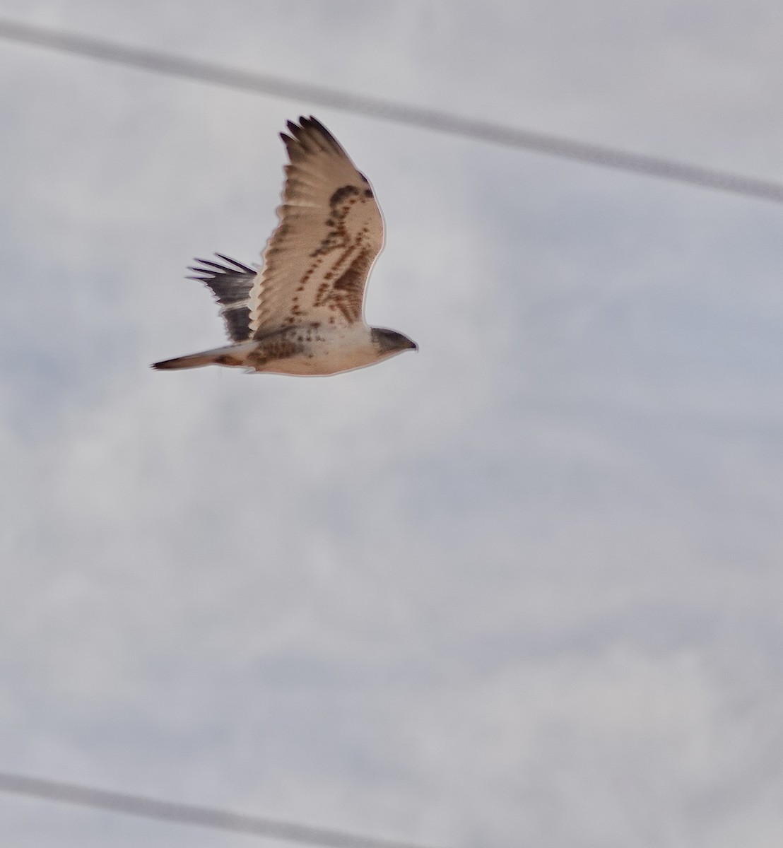 Ferruginous Hawk - ML624138116