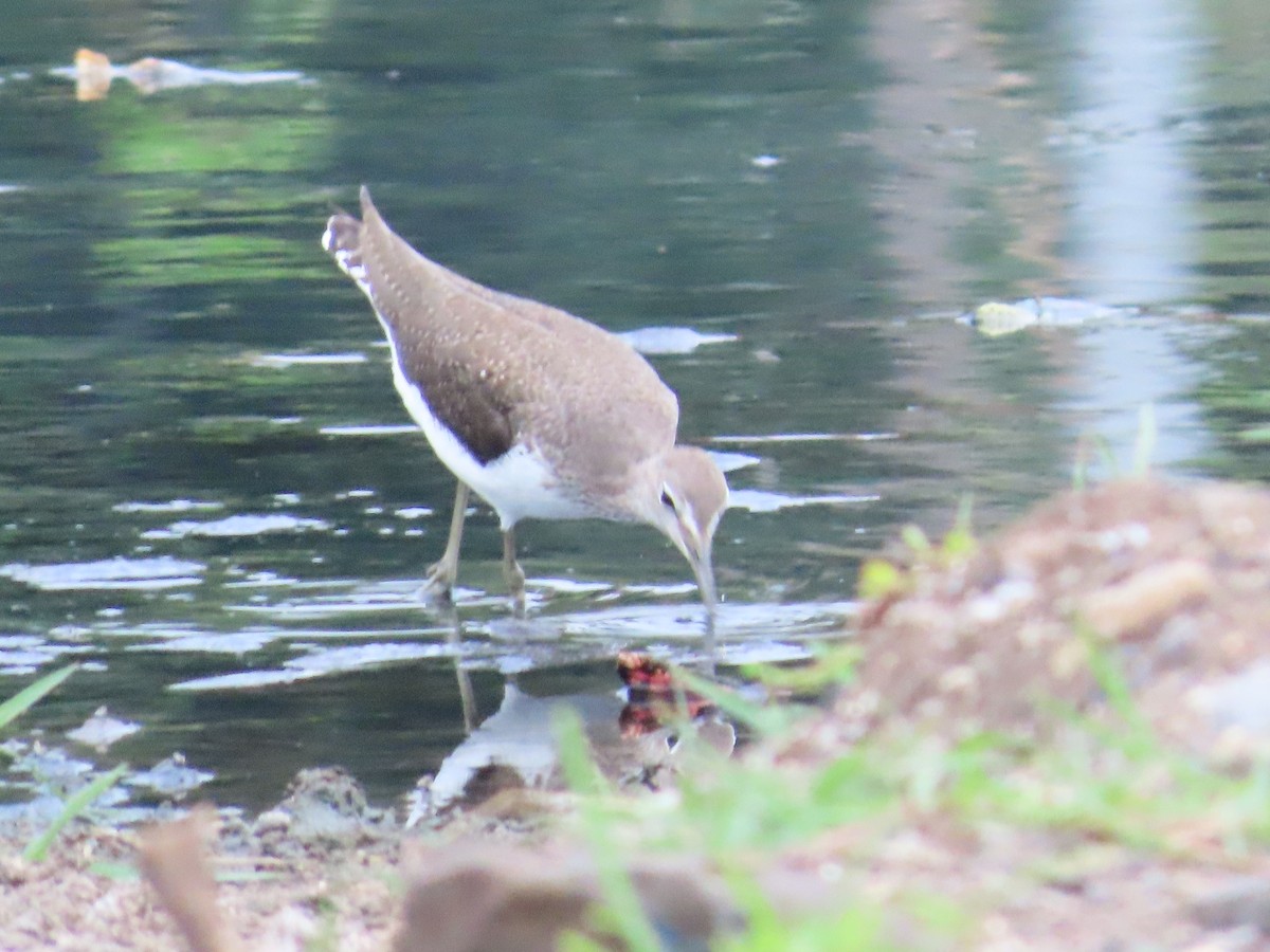 Green Sandpiper - ML624138121