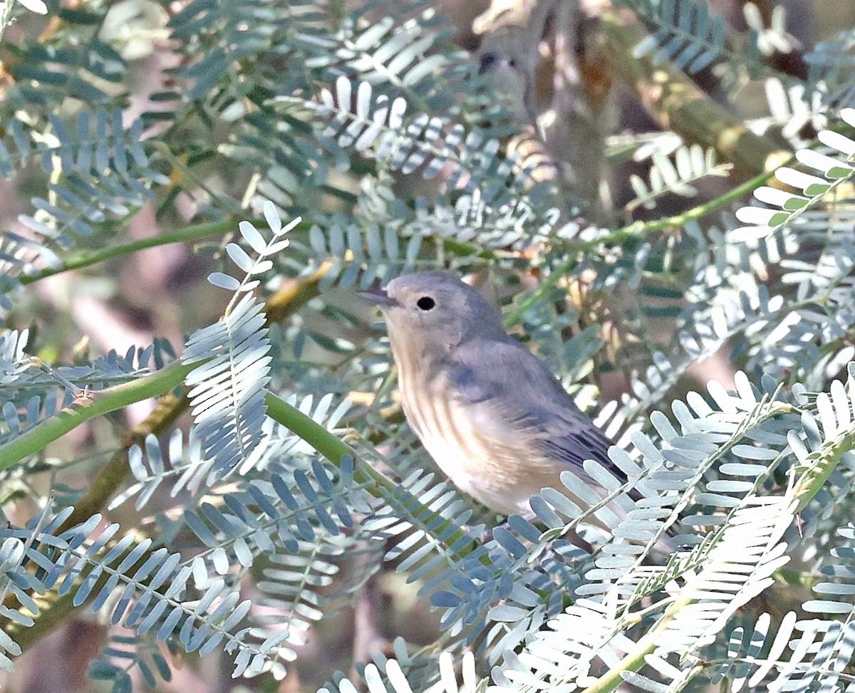 Lucy's Warbler - ML624138124