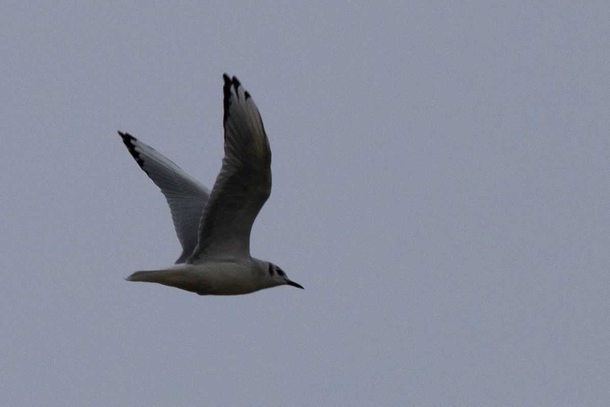 Bonaparte's Gull - ML624138136