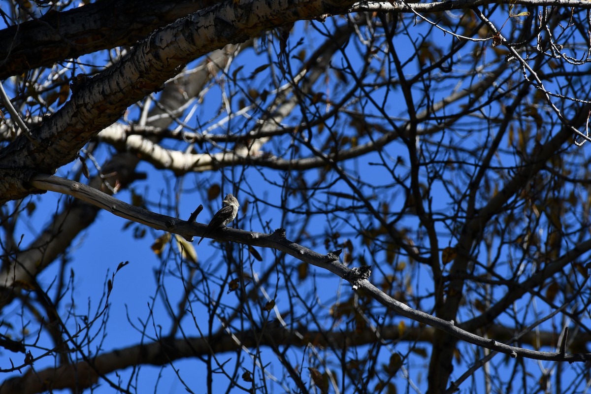 Western Wood-Pewee - ML624138167