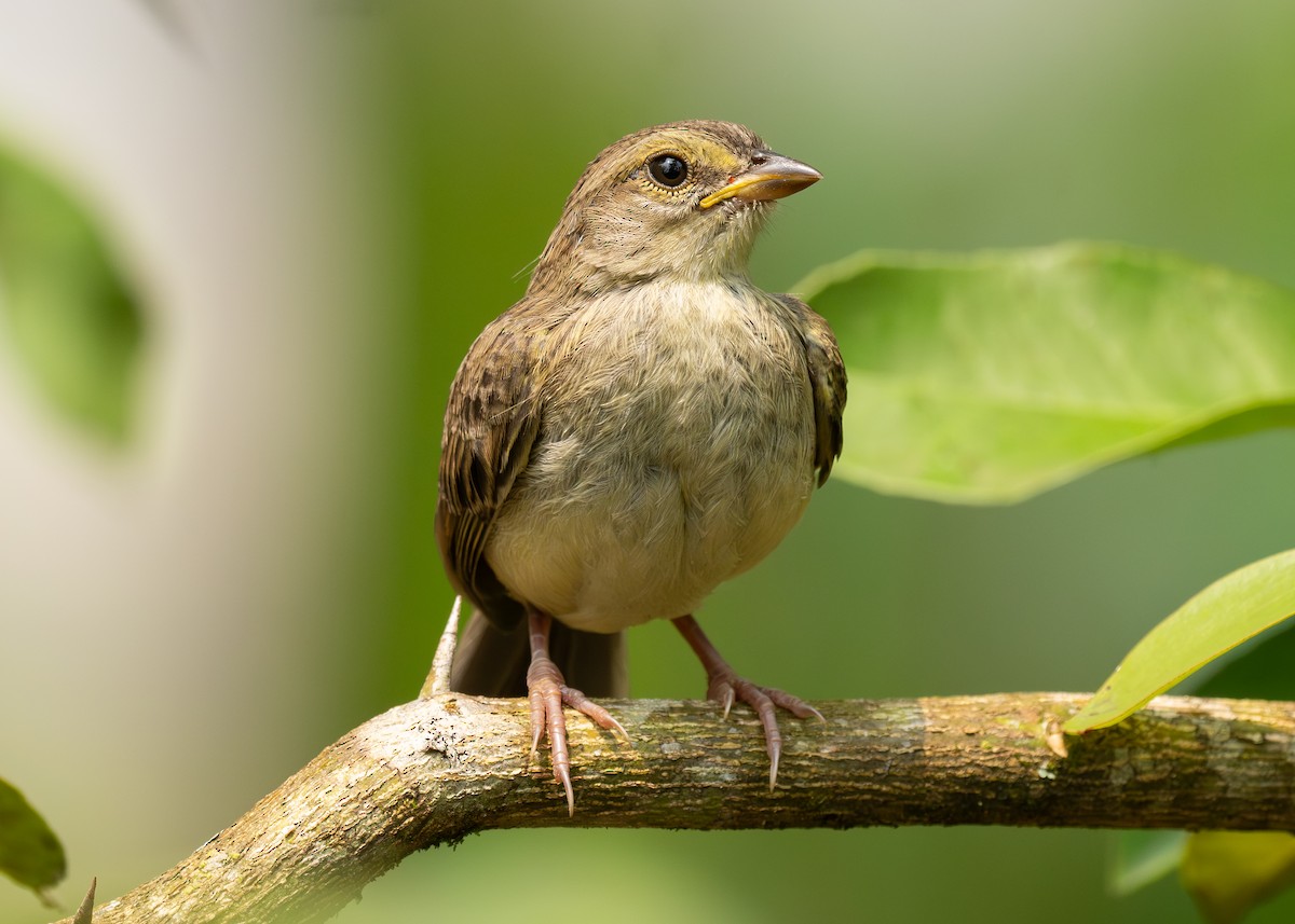 Yellow-browed Sparrow - ML624138185