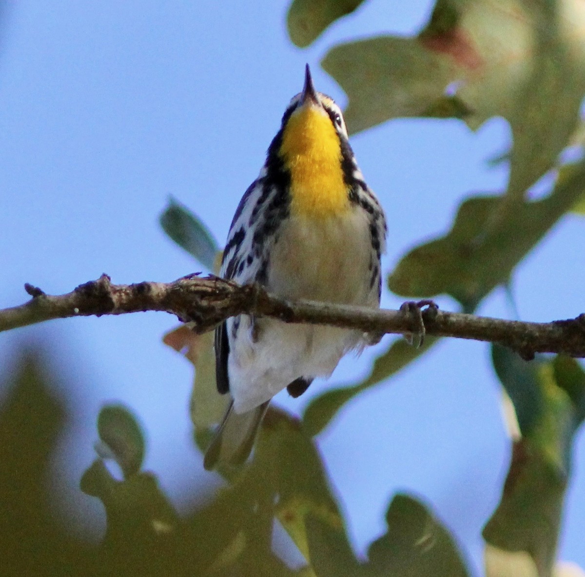 Goldkehl-Waldsänger - ML624138187