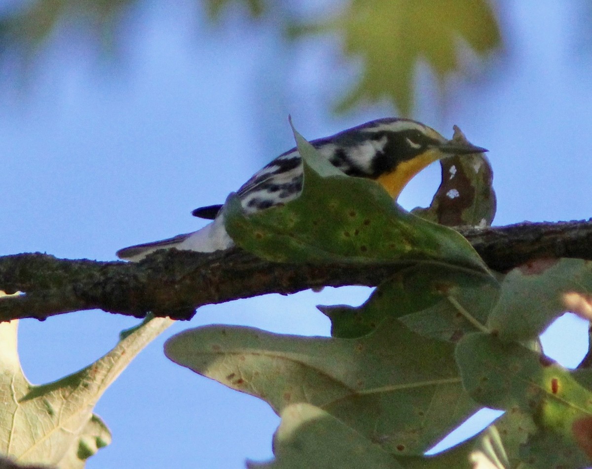 Goldkehl-Waldsänger - ML624138188