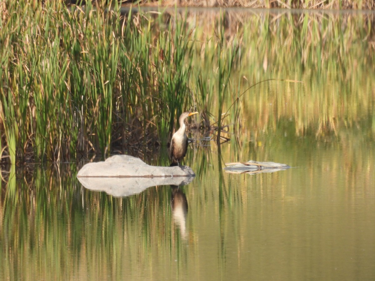 Cormoran à aigrettes - ML624138193
