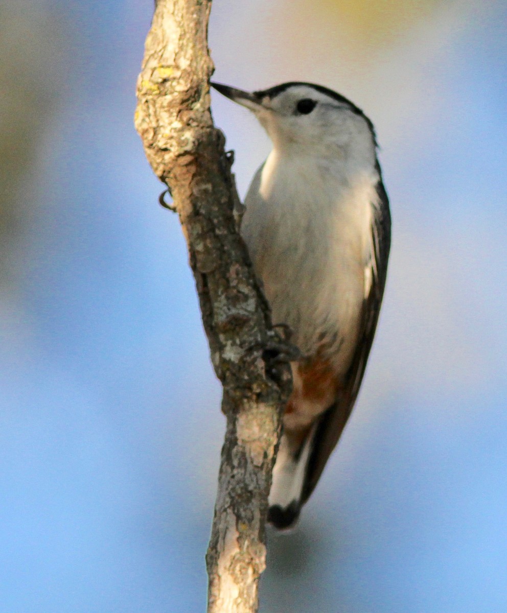 White-breasted Nuthatch - David Brotherton, cc