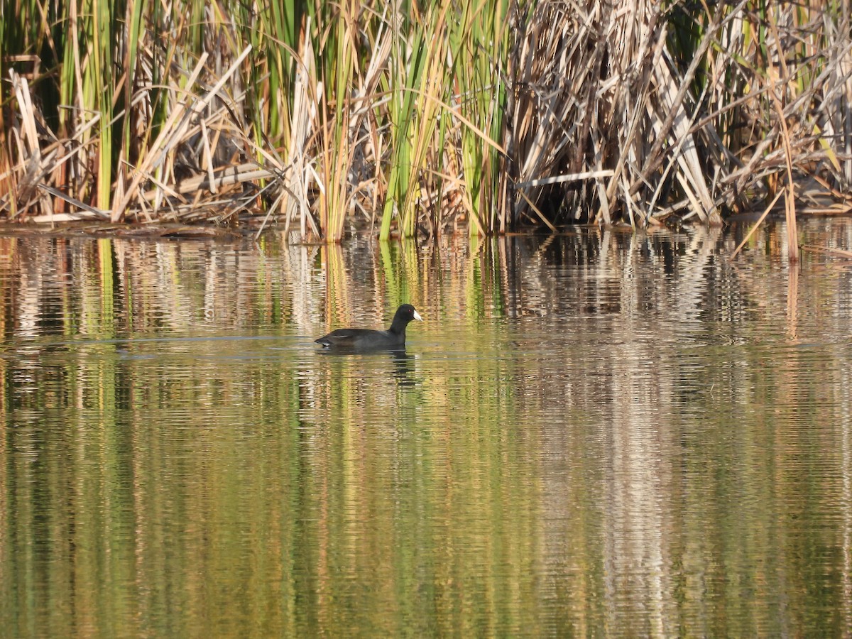 American Coot - ML624138208