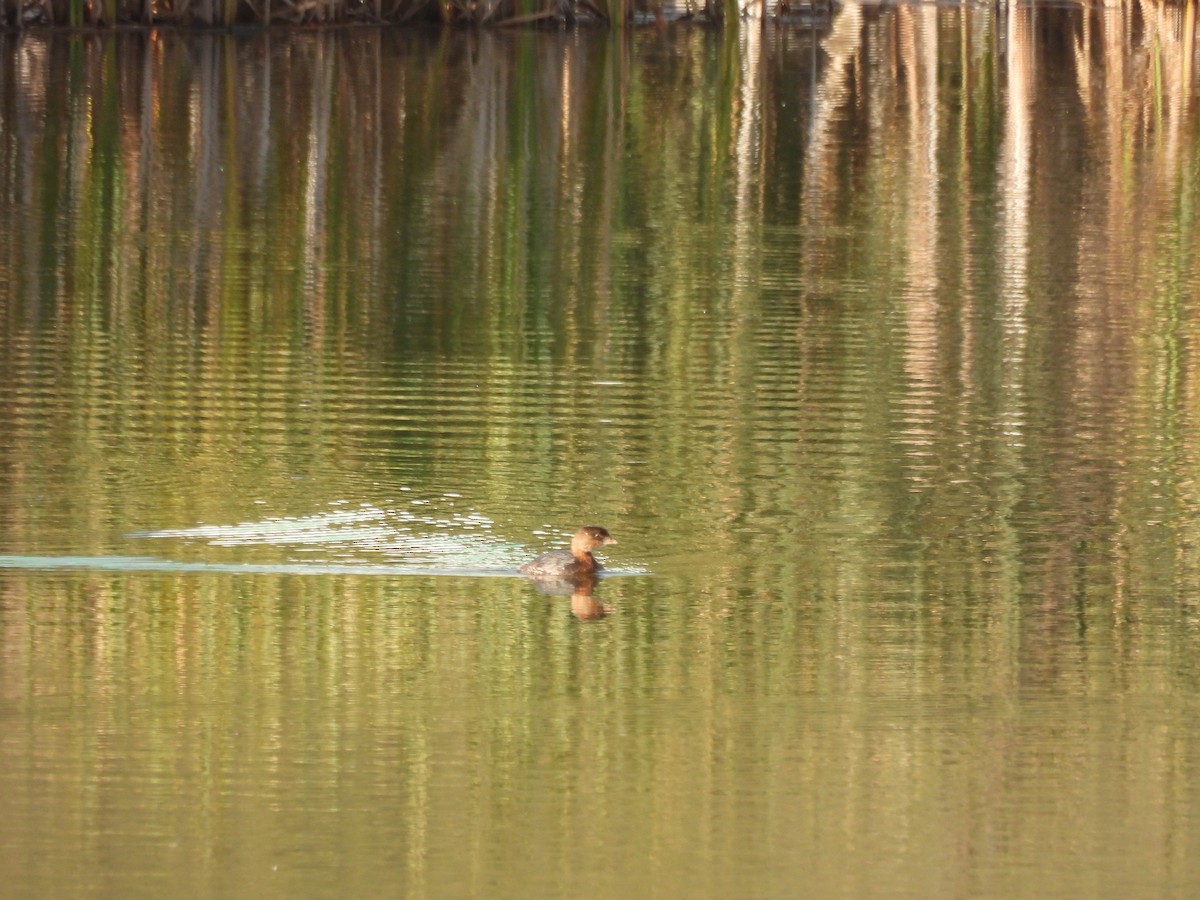 Pied-billed Grebe - ML624138222