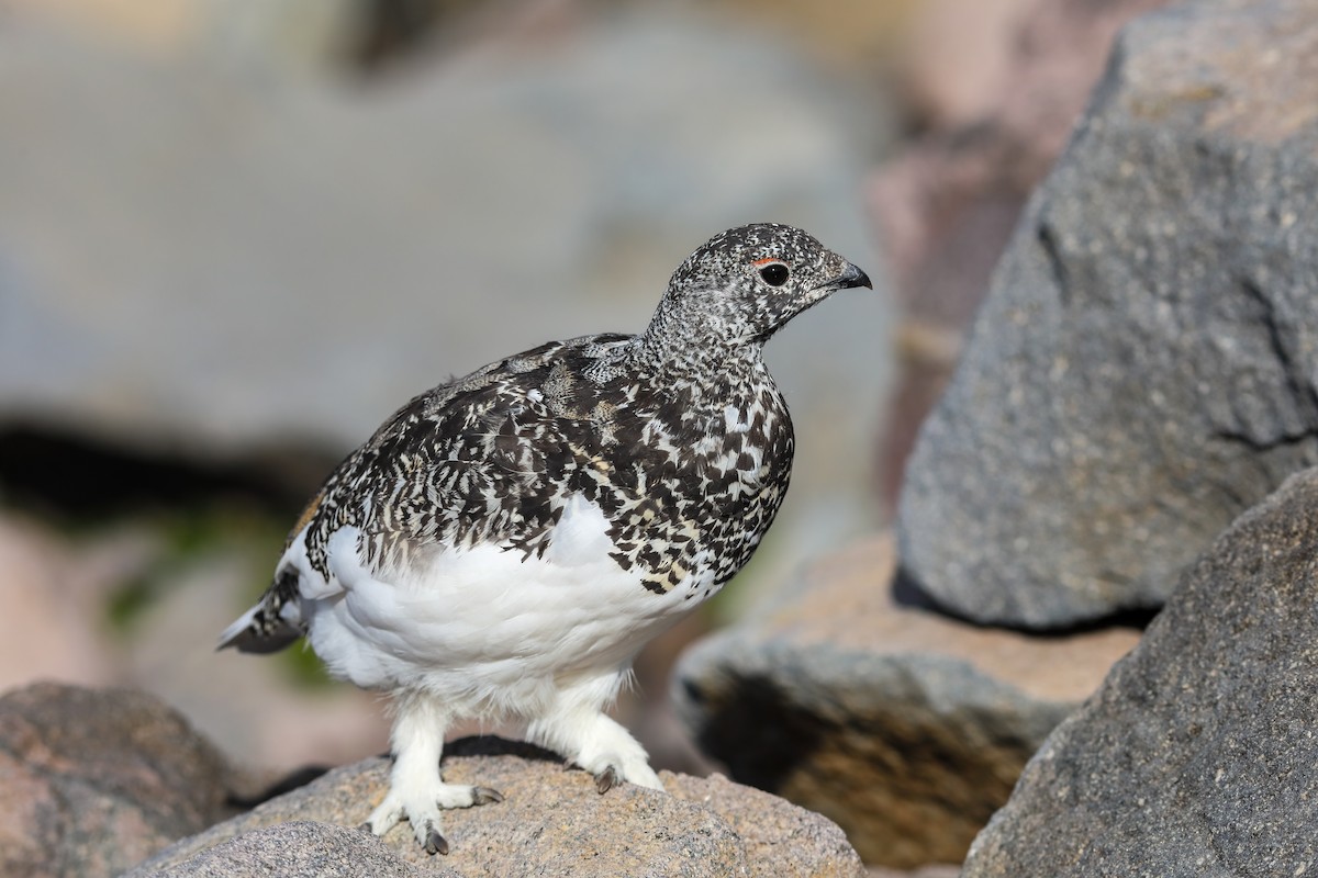 White-tailed Ptarmigan - ML624138227