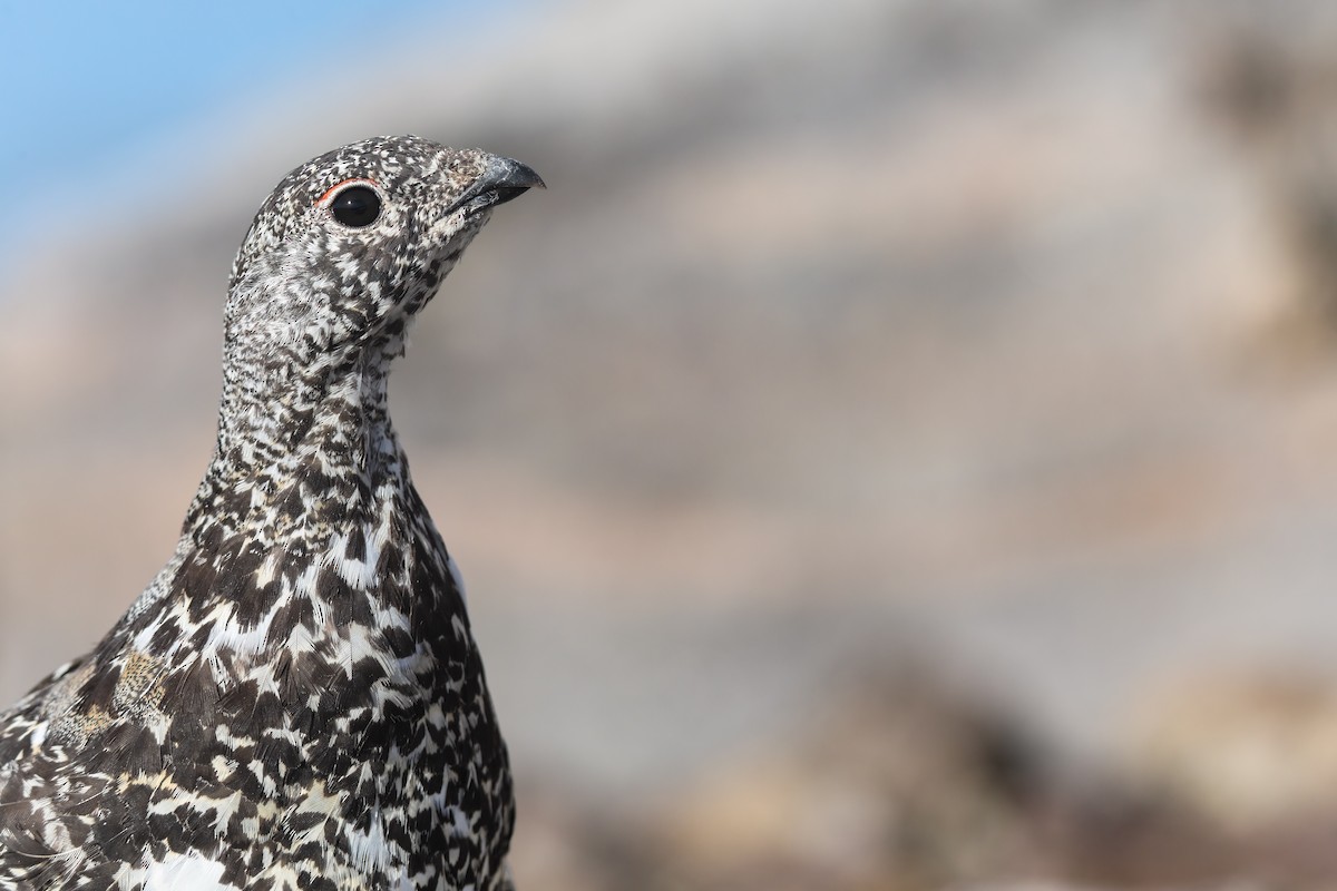 White-tailed Ptarmigan - ML624138228