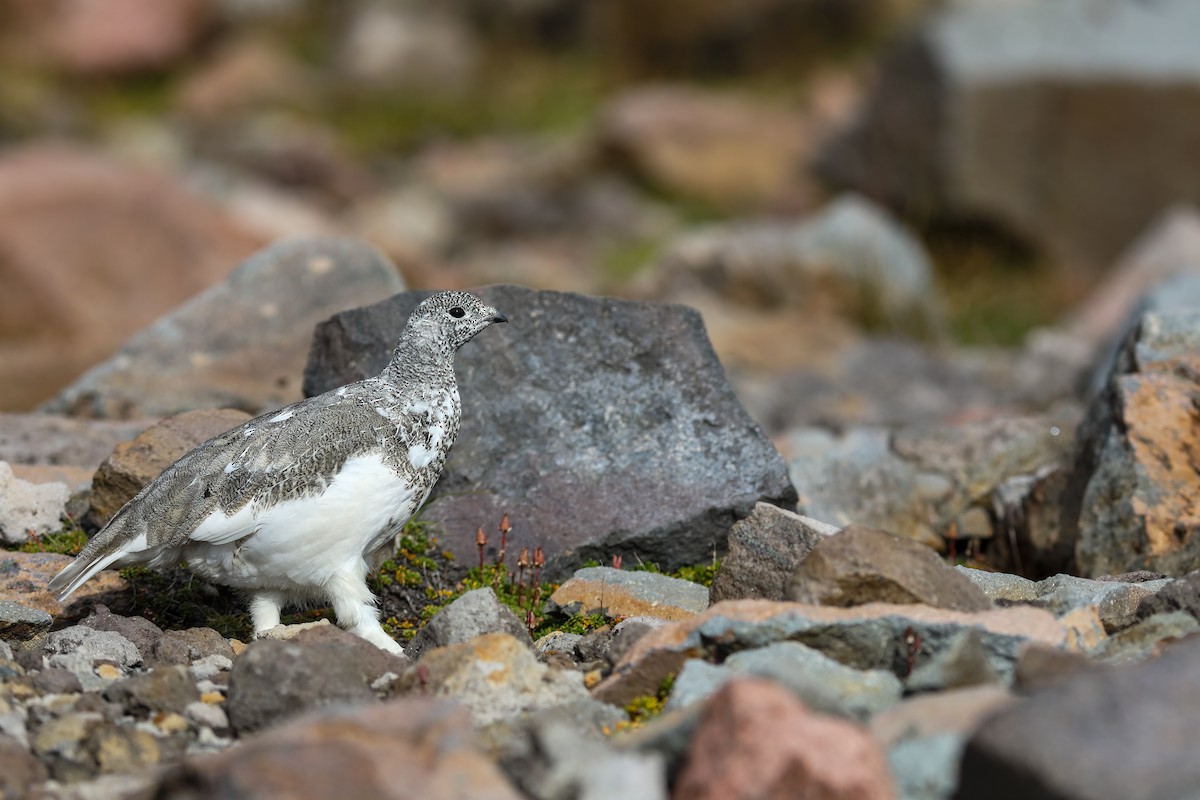 White-tailed Ptarmigan - ML624138229