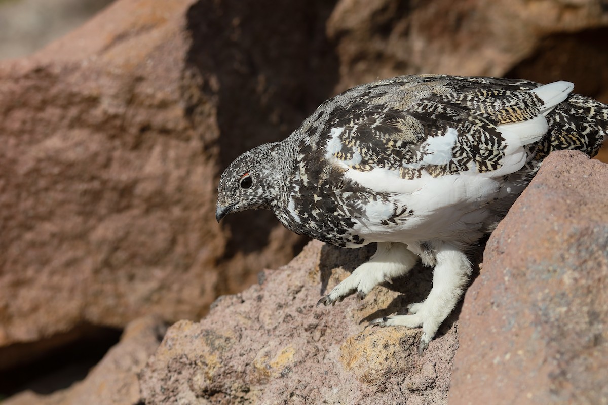 White-tailed Ptarmigan - ML624138230