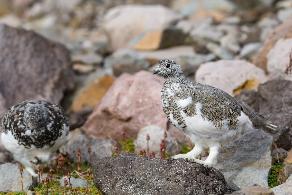 White-tailed Ptarmigan - ML624138231