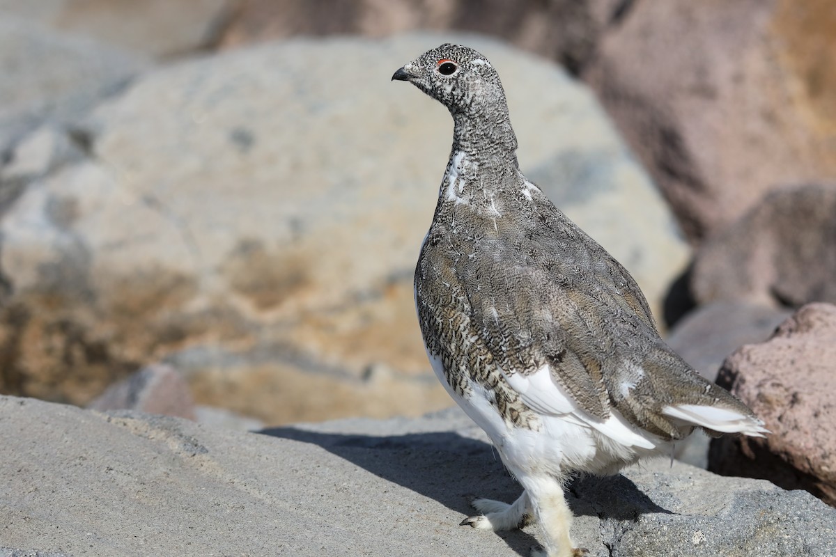 White-tailed Ptarmigan - ML624138232