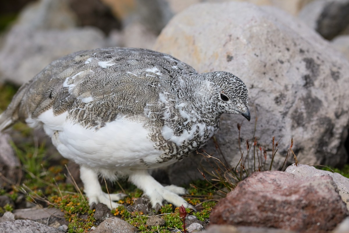 White-tailed Ptarmigan - ML624138233