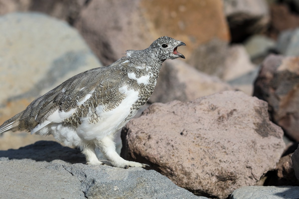 White-tailed Ptarmigan - Scott Carpenter