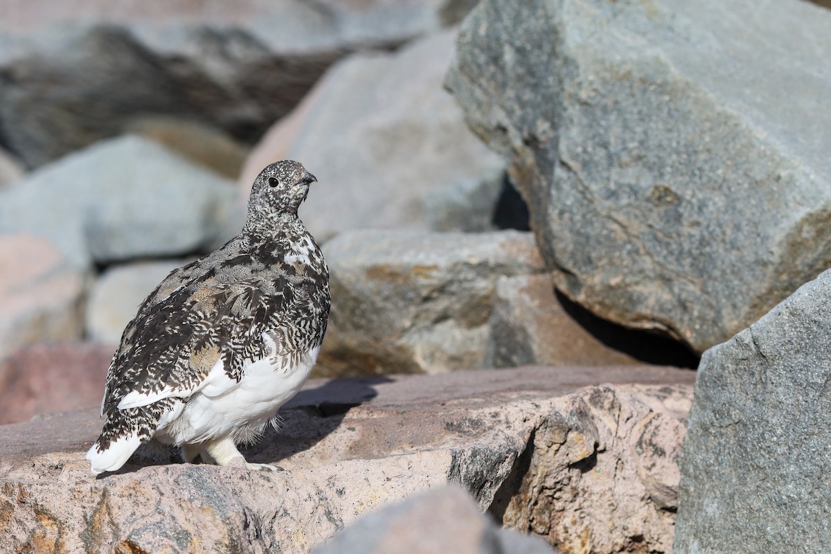 White-tailed Ptarmigan - ML624138235