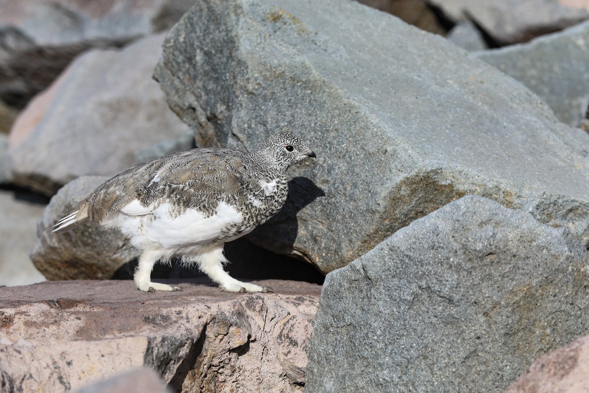 White-tailed Ptarmigan - ML624138236