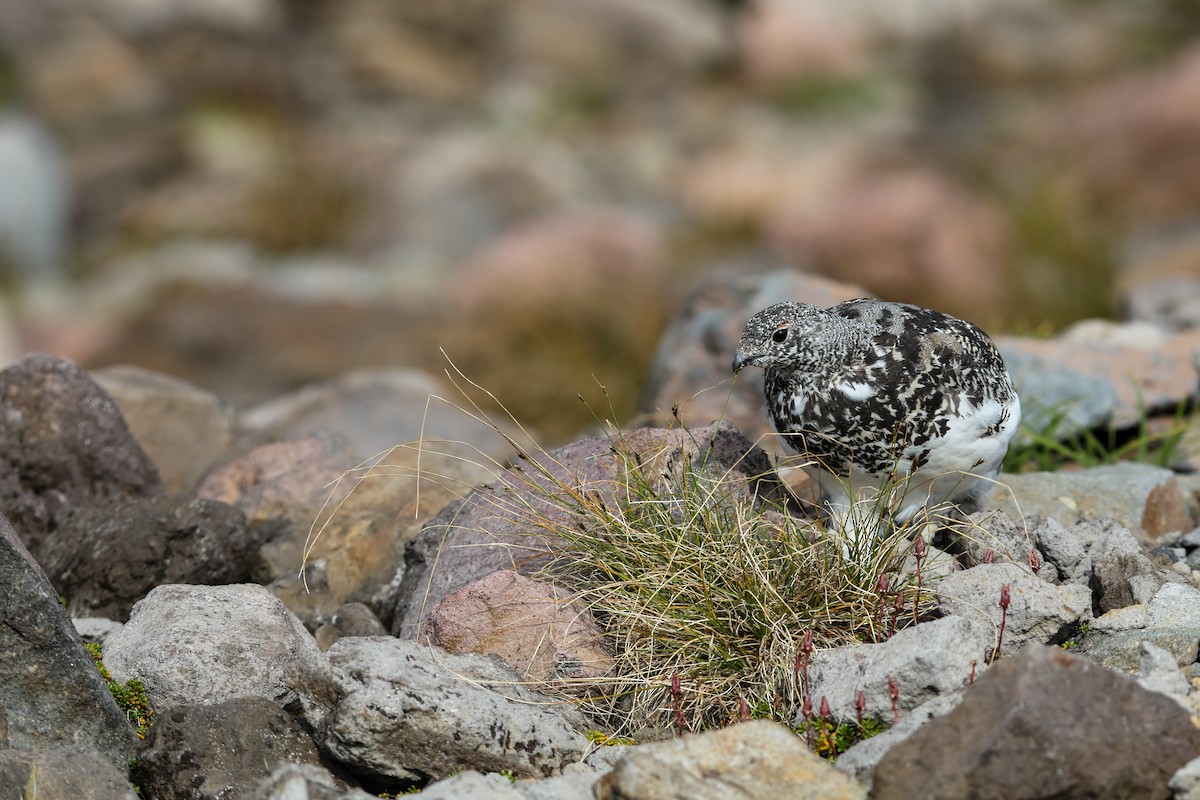 White-tailed Ptarmigan - ML624138237