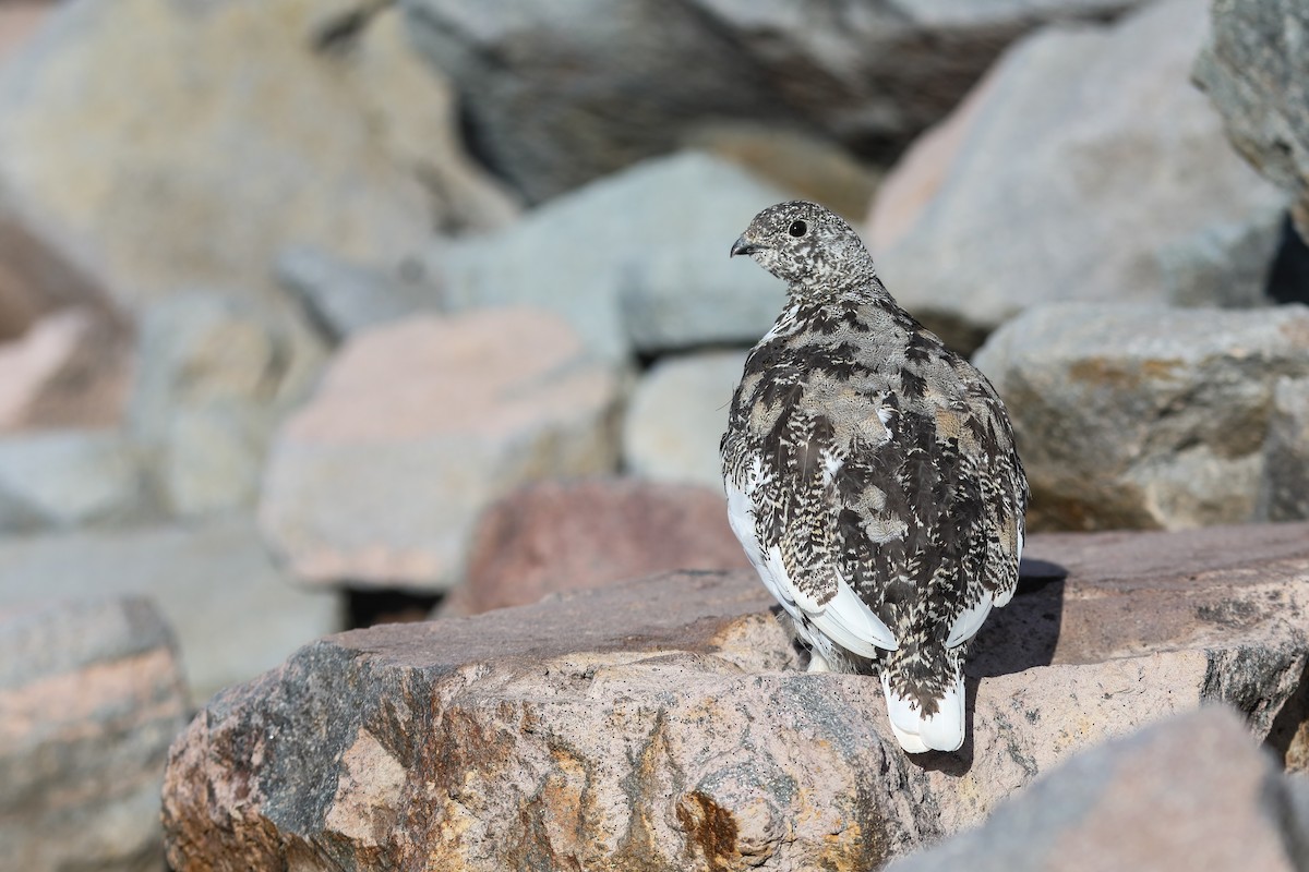 White-tailed Ptarmigan - ML624138238