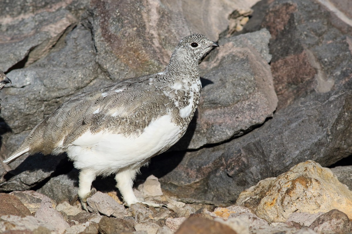 White-tailed Ptarmigan - ML624138239