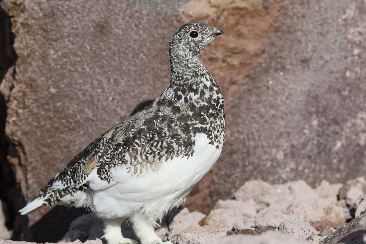 White-tailed Ptarmigan - ML624138240