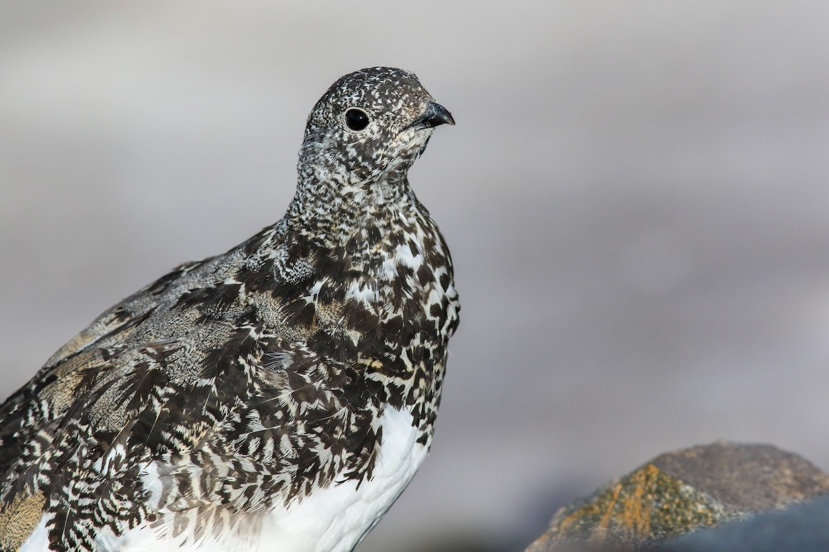 White-tailed Ptarmigan - ML624138241