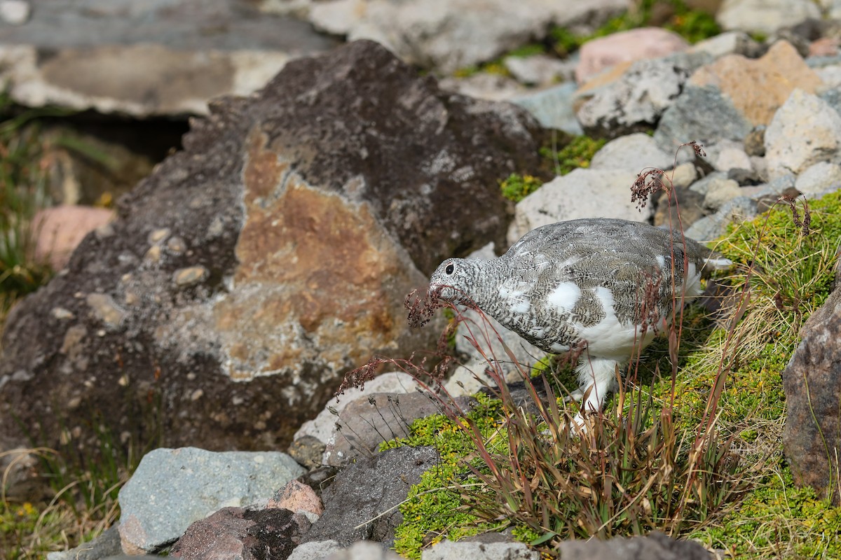 White-tailed Ptarmigan - ML624138242