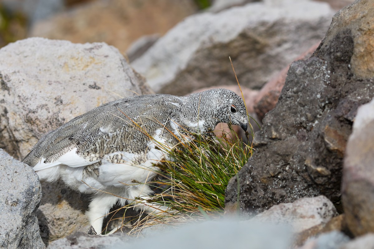 White-tailed Ptarmigan - Scott Carpenter