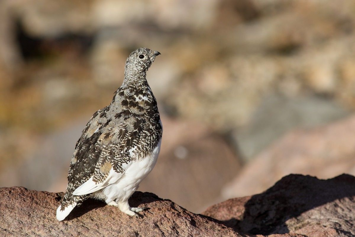 White-tailed Ptarmigan - ML624138244