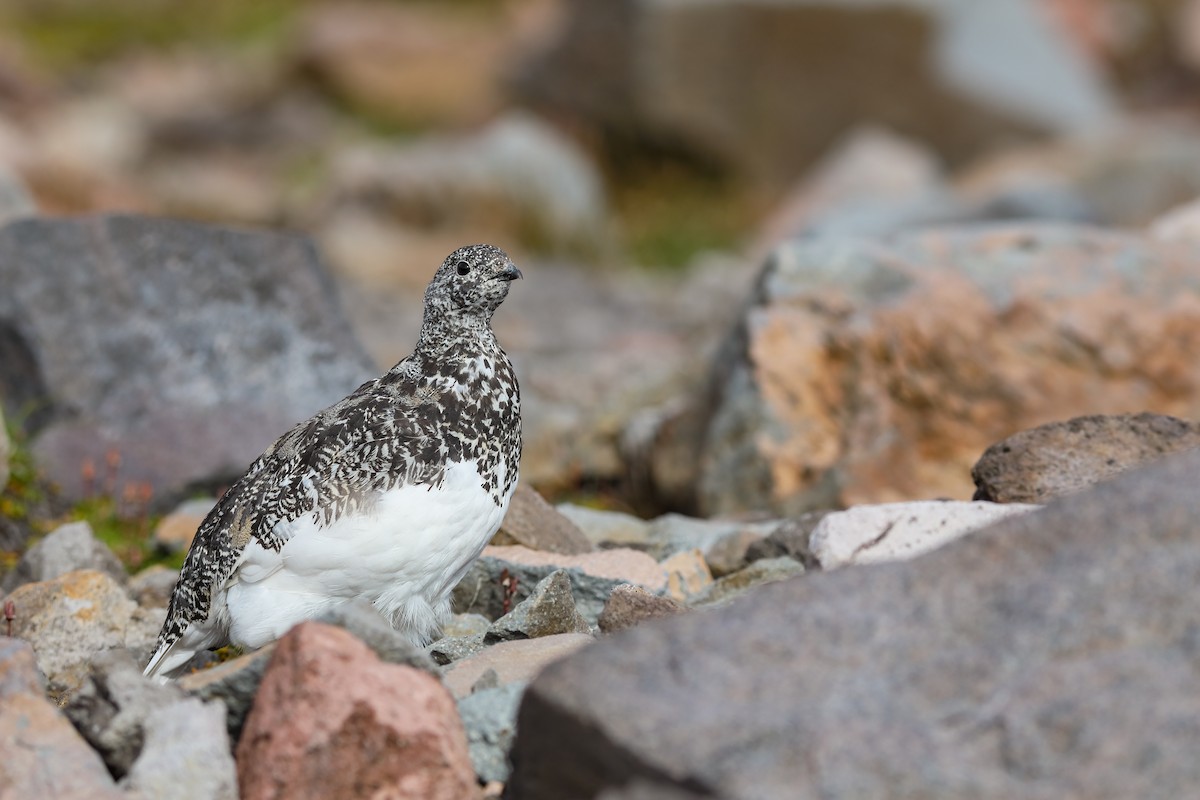 White-tailed Ptarmigan - ML624138245