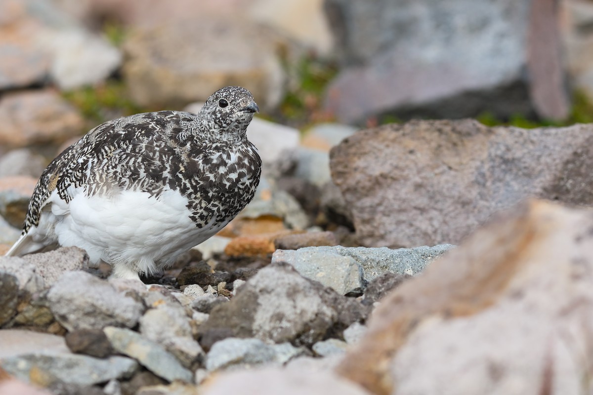 White-tailed Ptarmigan - ML624138246